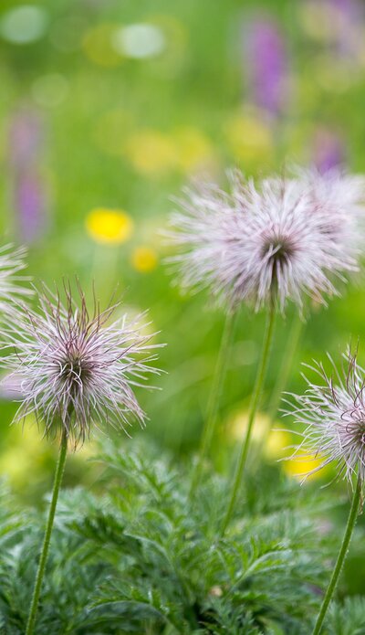 Glocknerstrasse, fluffy flower  | © grossglockner.at/Eduardo Gellner