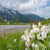 Glocknerstrasse, flower meadow at the roadside | © grossglockner.at/Eduardo Gellner