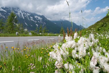 Glocknerstraße, Blumenwiese am Straßenrand | © grossglockner.at/Eduardo Gellner