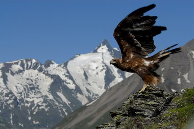 Glocknerstraße, Adler beim Abflug | © Oliver Penker