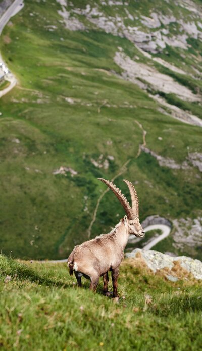 Steinbock im Glocknergebiet unterhalb das Glocknerhaus | © grossglockner.at/Michael Königshofer