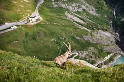 Ibex in the Glockner area below the Glocknerhaus | © grossglockner.at/Michael Königshofer