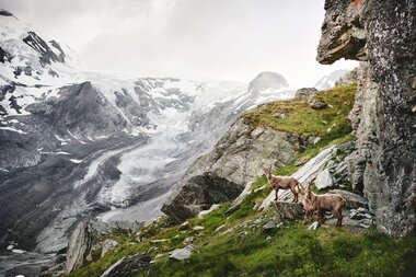 Steinböcke im Glocknergebiet  | © grossglockner.at/Michael Königshofer