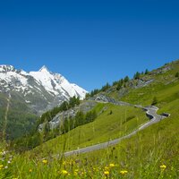 Flower meadow with Großglockner in the background | © grossglockner.at/Niederstrasser