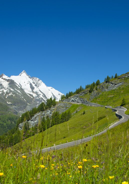 Flower meadow with Großglockner in the background | © grossglockner.at/Niederstrasser