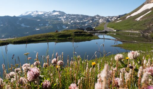 Flowers in the front with Fuscher Lacke | © grossglockner.at/Gellner