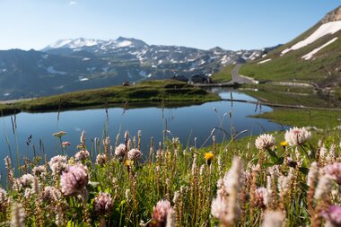 Blumen im Vordergrund mit Fuscher Lacke | © grossglockner.at/Gellner