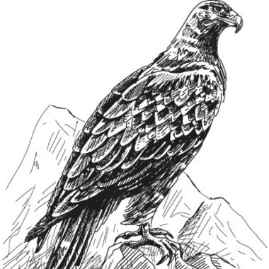 Illustration Steinadler | © grossglockner.at