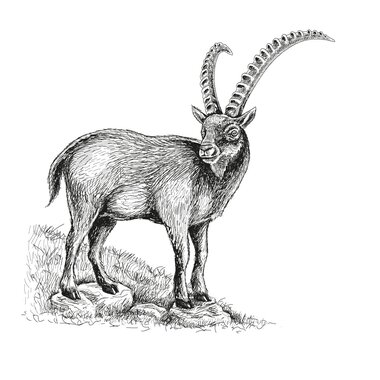 Illustration Steinbock | © grossglockner.at