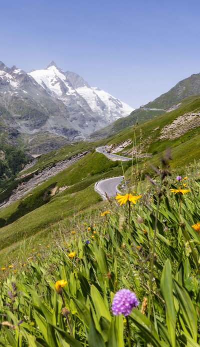 Glocknerstraße, Gletscherstraße mit Blumenwiese | © grossglockner.at/Michael Rudolf