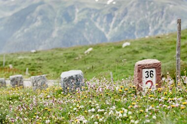 Flower meadow and historic kerbstone  | © grossglockner.at/Königshofer