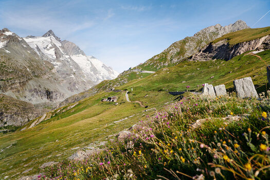 View of the Großglockner with flowers in the front | © grossglockner.at/Königshofer