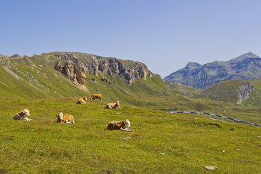 Pasture with cows on the Edelweiss peak | © grossglockner.at/Kolarik